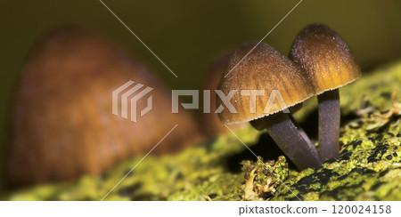 Wild Mushroom, Sierra de Guadarrama National Park, Spain 120024158