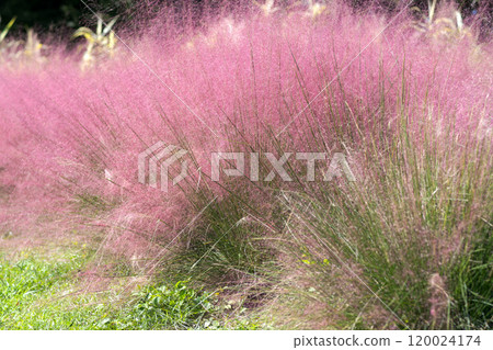 穆倫貝格 120024174