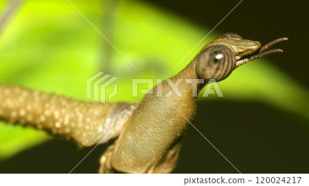 Sick Insect, Amazonia 120024217