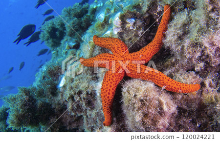 Red Starfish, Cabo Cope-Puntas del Calnegre Natural Park, Spain 120024221