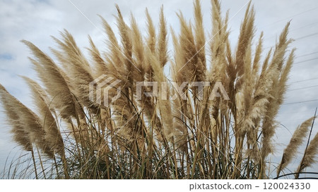 秋風吹拂的蒲葦，溫柔的自然風光 120024330