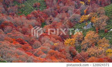 Hayedo de la Pedrosa Natural Protected Area, Spain Hayedo de la Pedrosa Natural Protected Area, Spain 120024371