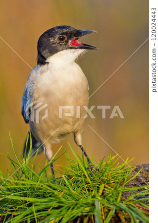 Azure-winged Magpie, Mediterranean Forest, Spain Azure-winged Magpie, Mediterranean Forest, Spain 120024443