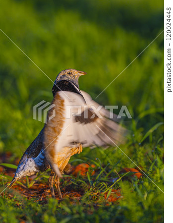 Little Bustard, Spain Little Bustard, Spain 120024448