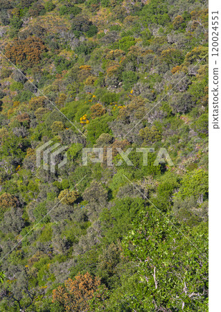 Mediterranean Forest Scrub, Spain Mediterranean Forest Scrub, Spain 120024551