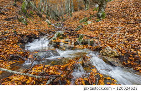 Hayedo de la Pedrosa Natural Protected Area, Spain 120024622
