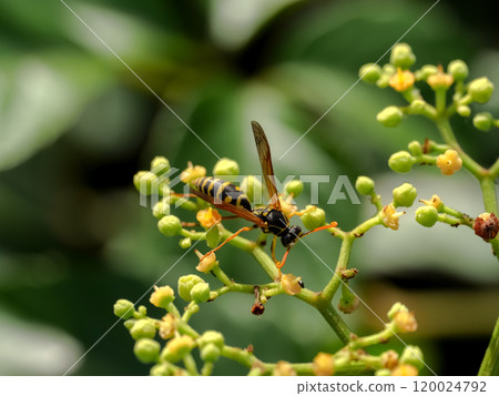 Futamon Asaki 120024792