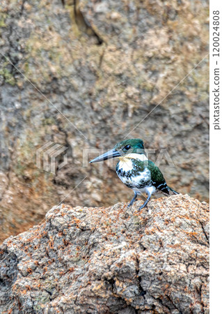 Amazon Kingfisher (Chloroceryle amazona), river Tarcoles Costa Rica 120024808