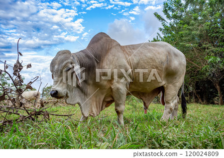 American Brahman, beef cattle. Puntarenas Costa Rica American Brahman, beef cattle. Puntarenas Costa Rica 120024809