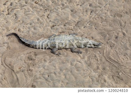 American crocodile, Crocodylus acutus, river Rio Tarcoles, Costa Rica Wildlife American crocodile, Crocodylus acutus, river Rio Tarcoles, Costa Rica Wildlife 120024810
