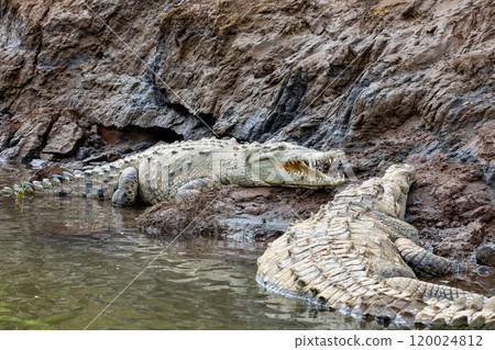 American crocodile, Crocodylus acutus, river Rio Tarcoles, Costa Rica Wildlife American crocodile, Crocodylus acutus, river Rio Tarcoles, Costa Rica Wildlife 120024812