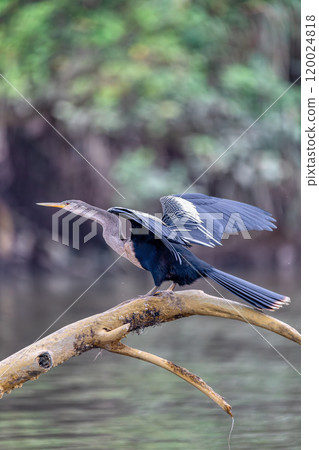 Snakebird, darter, American darter, or water turkey, Anhinga anhinga, River Tarcoles, Costa Rica Snakebird, darter, American darter, or water turkey, Anhinga anhinga, River Tarcoles, Costa Rica 120024818