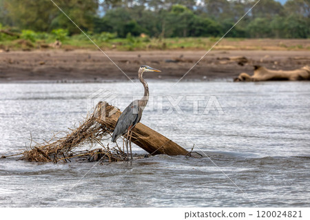Great blue heron, Ardea herodias, River Rio Tarcoles, Costa Rica 120024821