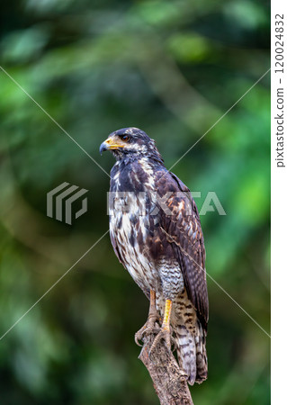 Common black hawk ,Buteogallus anthracinus, Tarcoles, Puntarenas, Wildlife Reserve, Costa Rica wildlife 120024832