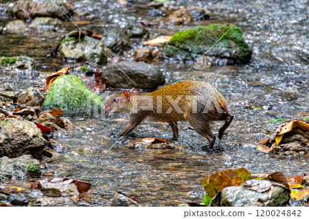 Central American agouti - Dasyprocta punctata, Manuel Antonio National Park, Costa Rica wildlife 120024842