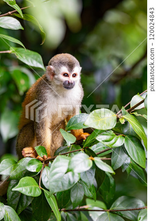 Central American squirrel monkey, Saimiri oerstedii, Quepos, Costa Rica wildlife 120024843