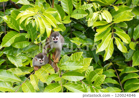 Central American squirrel monkey, Saimiri oerstedii, Quepos, Costa Rica wildlife Central American squirrel monkey, Saimiri oerstedii, Quepos, Costa Rica wildlife 120024846