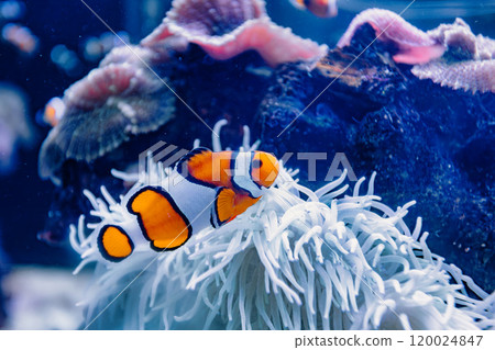Close-up view of a clownfish swimming near a vibrant coral reef 120024847