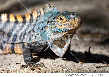 Black spiny-tailed iguana, Ctenosaura similis, Manuel Antonio National Park, Costa Rica wildlife Black spiny-tailed iguana, Ctenosaura similis, Manuel Antonio National Park, Costa Rica wildlife 120024856