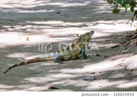 Black spiny-tailed iguana (Ctenosaura similis), Curu Wildlife Reserve, Costa Rica wildlife Black spiny-tailed iguana (Ctenosaura similis), Curu Wildlife Reserve, Costa Rica wildlife 120024859