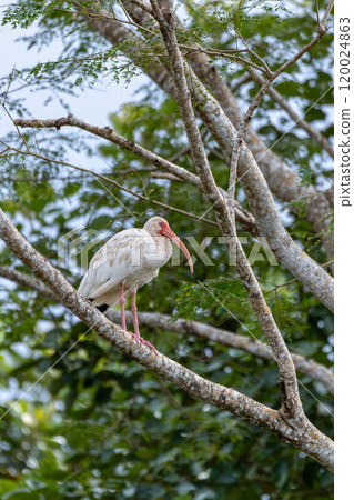 American white ibis juvenile (Eudocimus albus). Rio Tarcoles. Wildlife and birdwatching in Costa Rica. American white ibis juvenile (Eudocimus albus). Rio Tarcoles. Wildlife and birdwatching in Costa Rica. 120024863