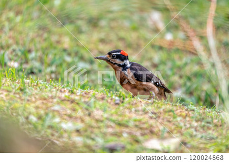 Hairy woodpecker, Leuconotopicus villosus, San Gerardo Costa Rica 120024868