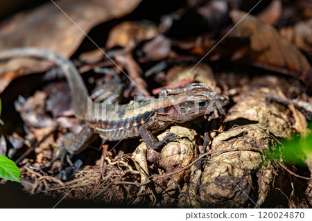 Rainbow ameiva, (Holcosus undulatus). Lizard in the family Teiidae. Manuel Antonio National Park, Costa Rica wildlife. Rainbow ameiva, (Holcosus undulatus). Lizard in the family Teiidae. Manuel Antonio National Park, Costa Rica wildlife. 120024870