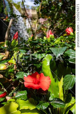 Beautiful tropical hibiscus displaying bright red petals against dark green leaves. Beautiful tropical hibiscus displaying bright red petals against dark green leaves. 120024871