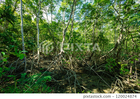 Rainforest in Curu Wildlife Reserve, Costa Rica wildlife. Picturesque paradise tropical landscape. Rainforest in Curu Wildlife Reserve, Costa Rica wildlife. Picturesque paradise tropical landscape. 120024874