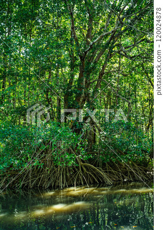 Boat moving through the Rio Tenorio River, Tortuguero, Costa Rica Boat moving through the Rio Tenorio River, Tortuguero, Costa Rica 120024878
