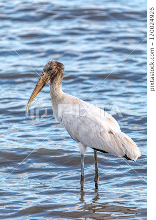Wood stork - Mycteria americana. Pacific Coast of Tarcoles in Carara, Wildlife and bird watching in Costa Rica. Wood stork - Mycteria americana. Pacific Coast of Tarcoles in Carara, Wildlife and bird watching in Costa Rica. 120024926
