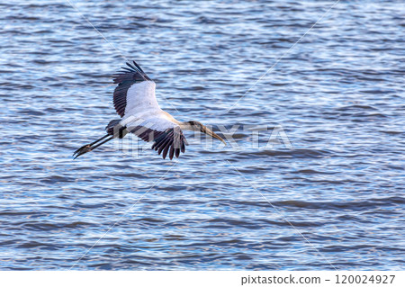 Wood stork - Mycteria americana. Pacific Coast of Tarcoles in Carara, Wildlife and bird watching in Costa Rica. Wood stork - Mycteria americana. Pacific Coast of Tarcoles in Carara, Wildlife and bird watching in Costa Rica. 120024927