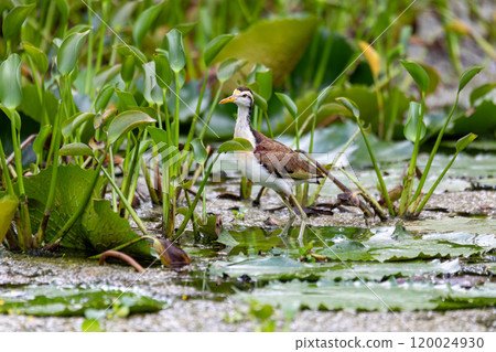 Bird Northern Jacana juvenile, Jacana spinosa, Rio Curu. Wildlife and birdwatching in Costa Rica. Bird Northern Jacana juvenile, Jacana spinosa, Rio Curu. Wildlife and birdwatching in Costa Rica. 120024930