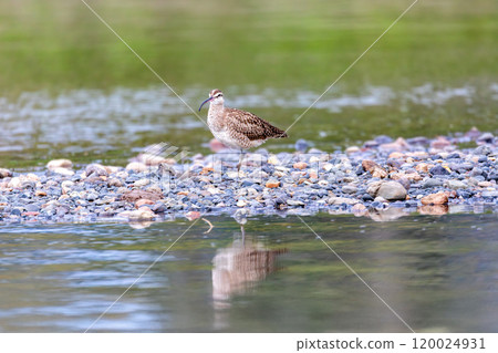 Eurasian or Common whimbrel, Numenius phaeopus. River Tarcoles, Costa Rica. Eurasian or Common whimbrel, Numenius phaeopus. River Tarcoles, Costa Rica. 120024931
