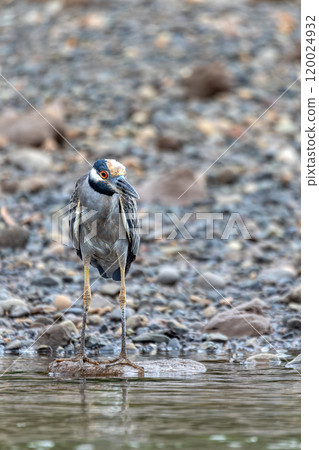 Yellow-crowned night heron (Nyctanassa violacea), Rio Tarcoles, Costa Rica Wildlife Yellow-crowned night heron (Nyctanassa violacea), Rio Tarcoles, Costa Rica Wildlife 120024932