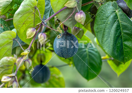 Passiflora ligularis, commonly known as the sweet granadilla or grenadia. Passiflora ligularis, commonly known as the sweet granadilla or grenadia. 120024937