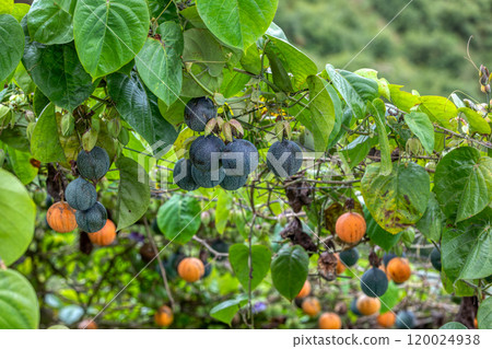 Passiflora ligularis, commonly known as the sweet granadilla or grenadia. 120024938