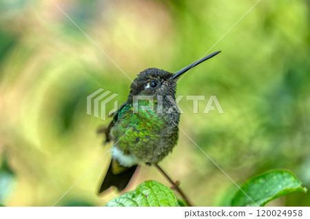 Violet-headed hummingbird (Klais guimeti), San Gerardo de Dota, Costa Rica. 120024958