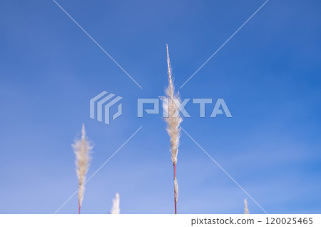 藍天和蓬鬆的草 120025465