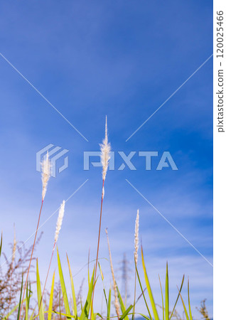 Fluffy grass growing on the edge of a rice field Fluffy grass growing on the edge of a rice field 120025466