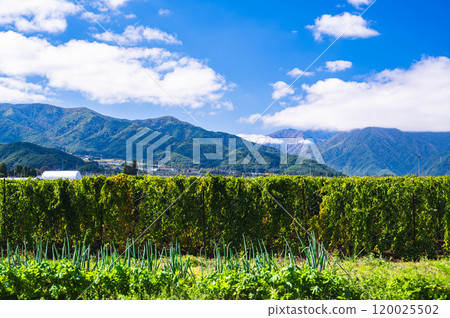 Autumn mountain of yam vines in Matsumoto City 120025502