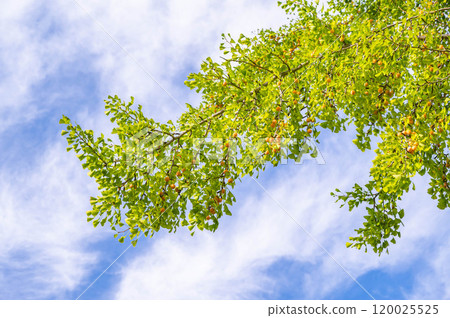 秋天的天空和銀杏樹 120025525