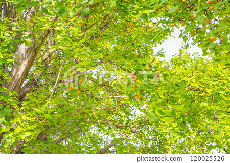 銀杏麵條 120025526