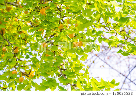 銀杏麵條 120025528