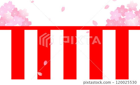 Background illustration of red and white curtain and cherry blossoms 120025530