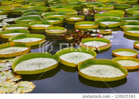 漂浮在水面上的葉子 120025561