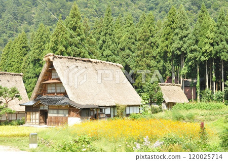 Scenery with paddy field 120025714