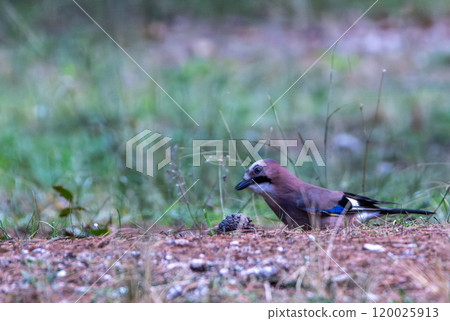 Eurasian Jay (garrulus glandarius) foraging for acorns Eurasian Jay (garrulus glandarius) foraging for acorns 120025913