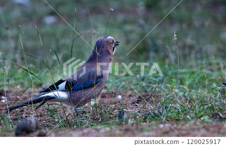 Eurasian Jay (garrulus glandarius) foraging for acorns Eurasian Jay (garrulus glandarius) foraging for acorns 120025917
