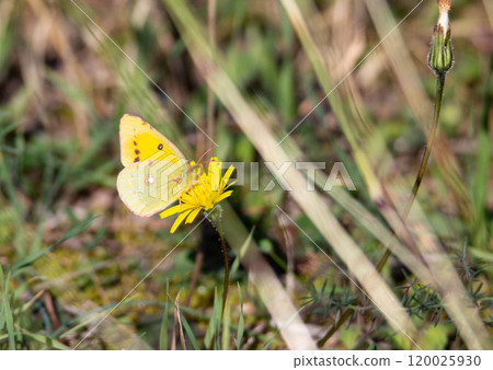 Clouded Yellow butterfly (Colias croceus) 120025930